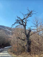 Castanea sativa