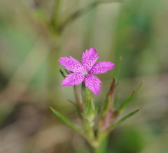 Dianthus armeria