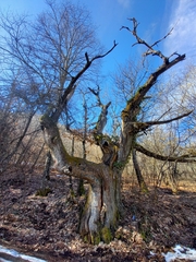 Castanea sativa