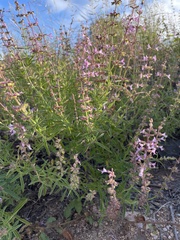 Syncolostemon canescens