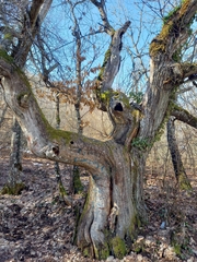 Castanea sativa
