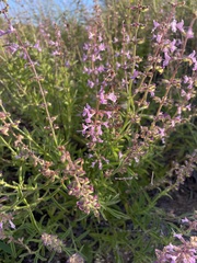 Syncolostemon canescens