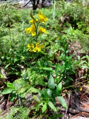 Goodenia decurrens