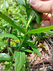 Goodenia decurrens