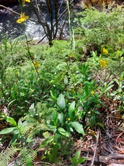 Goodenia decurrens