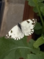 Pontia glauconome