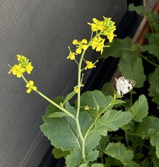 Pontia glauconome