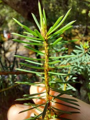 Pultenaea glabra