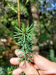 Pultenaea glabra
