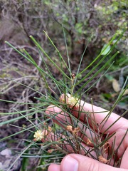 Acacia ptychoclada