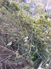 Acacia ptychoclada