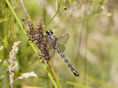 Austroaeschna atrata