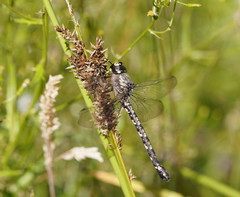 Austroaeschna atrata