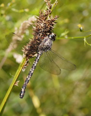 Austroaeschna atrata