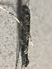 Conopomorpha cyanospila