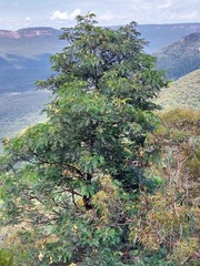 Acacia elata