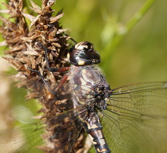 Austroaeschna atrata