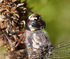 Austroaeschna atrata