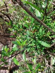 Olearia elliptica