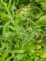 Capsella bursa-pastoris