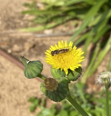 Syrphidae