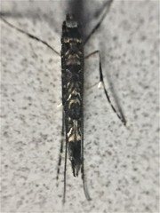 Conopomorpha cyanospila