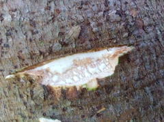 Ficus mucuso image