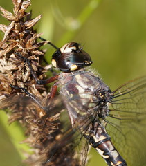 Austroaeschna atrata