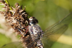 Austroaeschna atrata