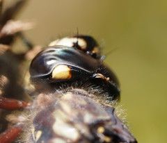 Austroaeschna atrata