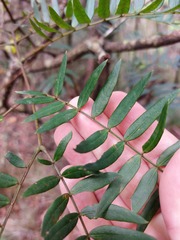 Acacia elata
