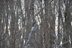 Dendrocopos major