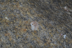 Bostrycapulus aculeatus