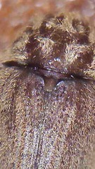 Xyletobius watti