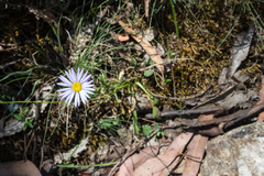 Brachyscome radicans