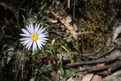 Brachyscome radicans