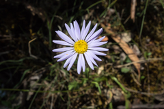 Brachyscome radicans