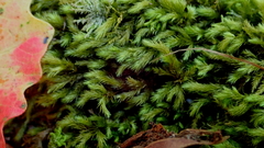 Pyrrhobryum spiniforme