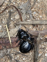 Panesthiinae