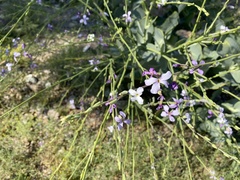 Physorhynchus chamaerapistrum