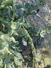 Physorhynchus chamaerapistrum