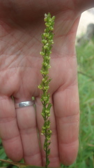 Triglochin elongata