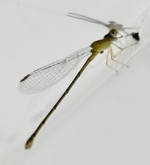 Ceriagrion chaoi