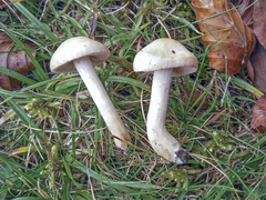 Hebeloma sacchariolens