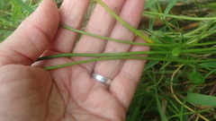 Triglochin elongata