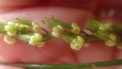 Triglochin elongata
