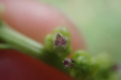 Triglochin elongata