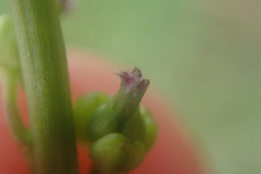 Triglochin elongata
