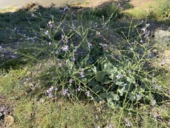 Physorhynchus chamaerapistrum