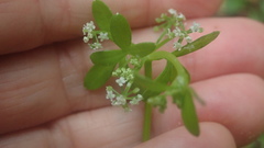 Apium decumbens